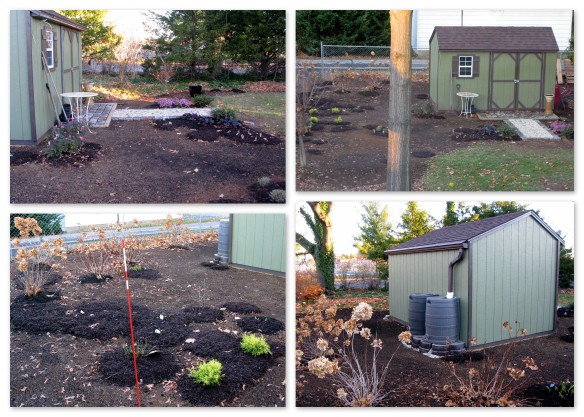11-23-13 shed & plantings1