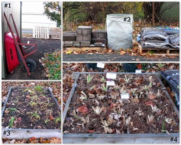 11-23-13 shed & plantings4